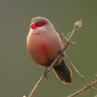 Common Waxbill